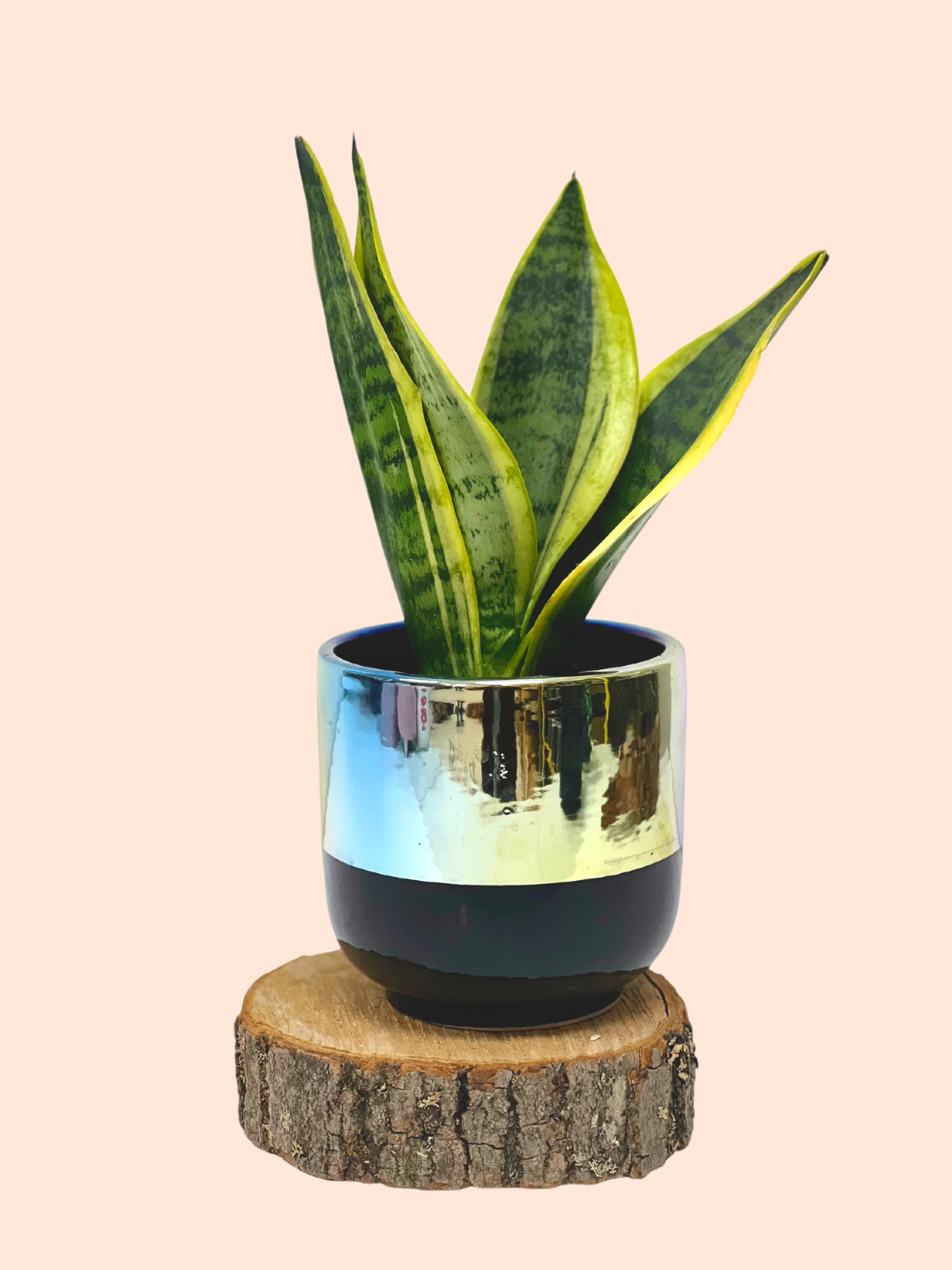 Two Tone Black Chrome Planter