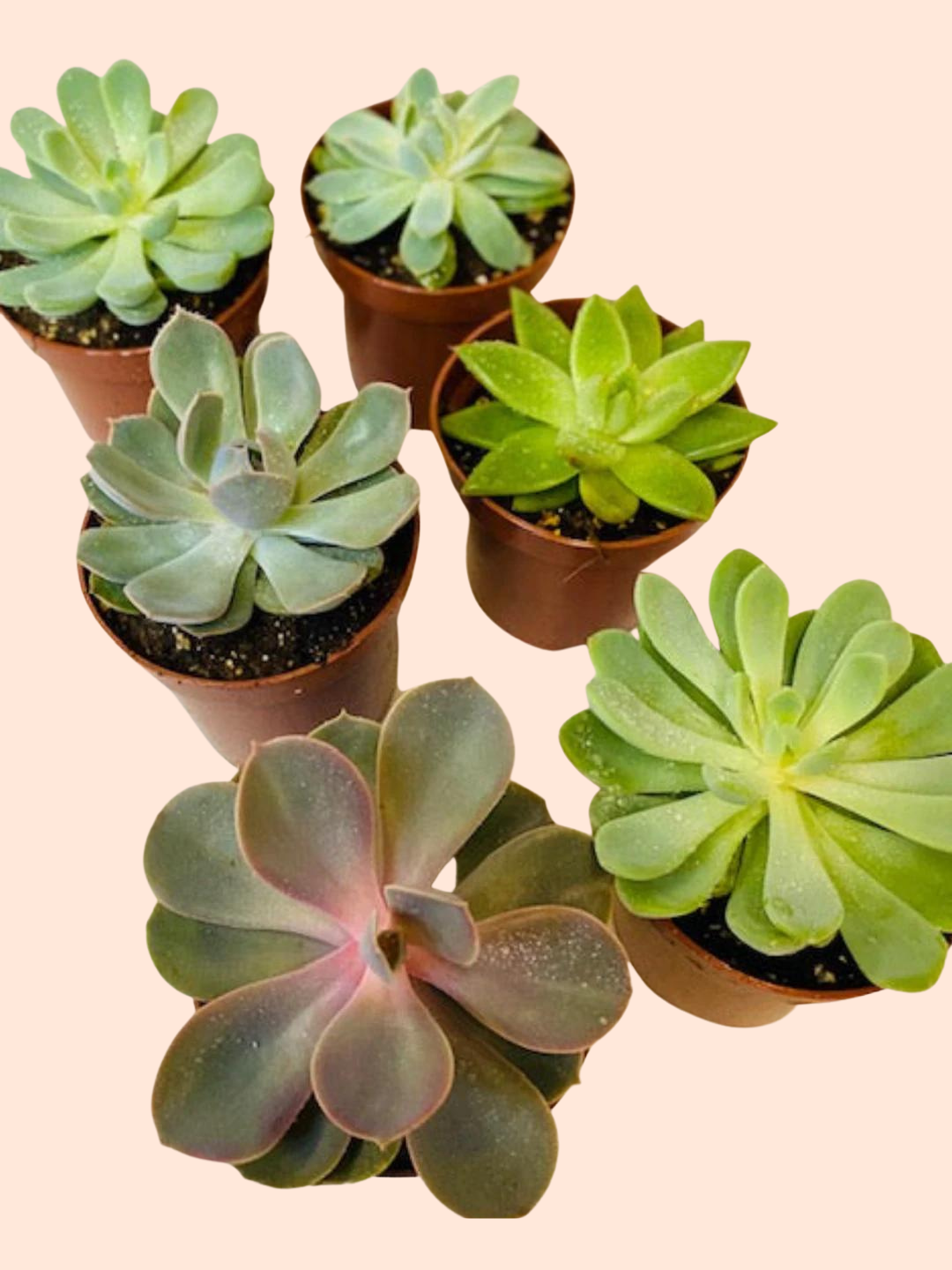 succulent plant club Succulent (Single Assorted) – Plant Club