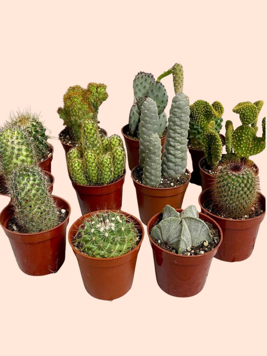 Big Pricks (Multi-pack)