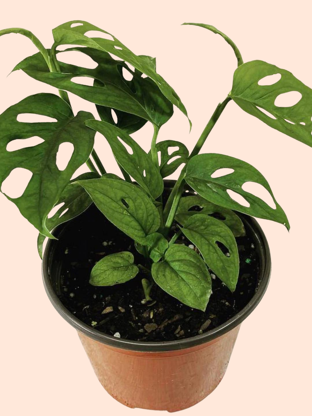 MONSTERA ADANSONII SWISS CHEESE VINE