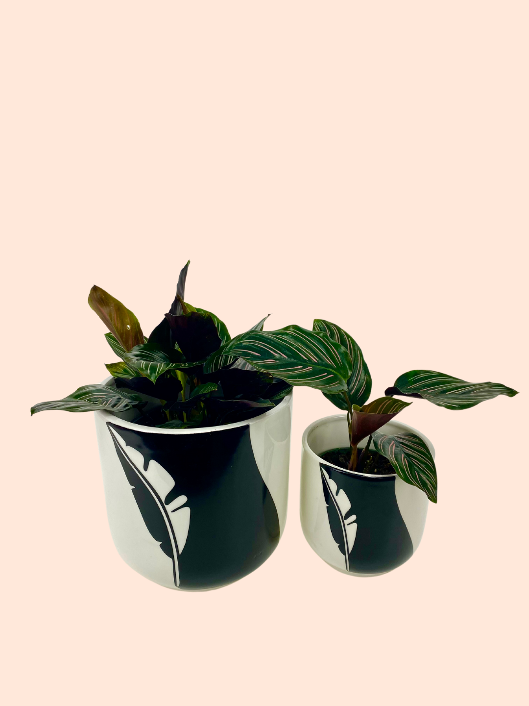 Two Tone Black Feather Planter