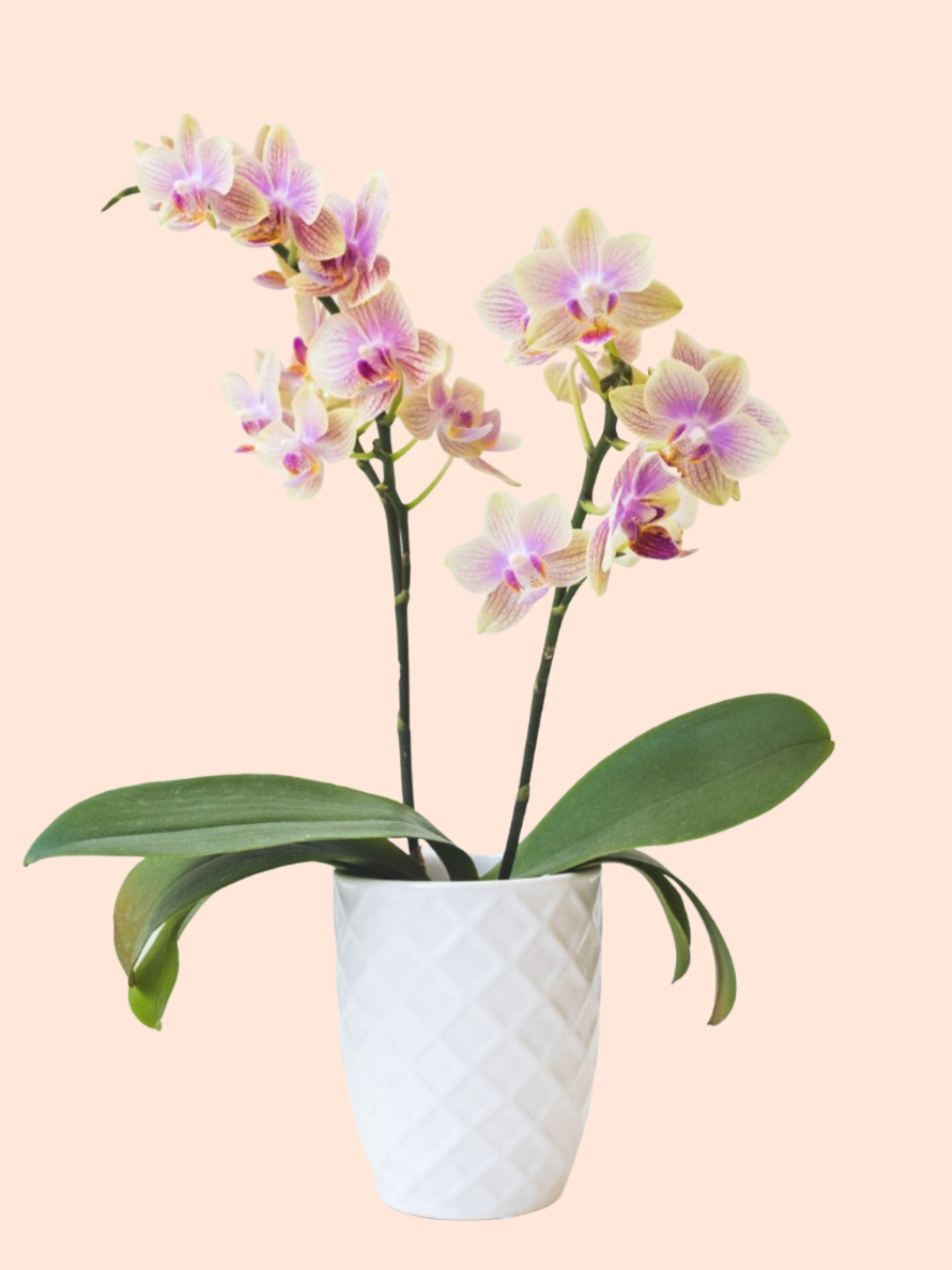 Orchid (Assorted colors)
