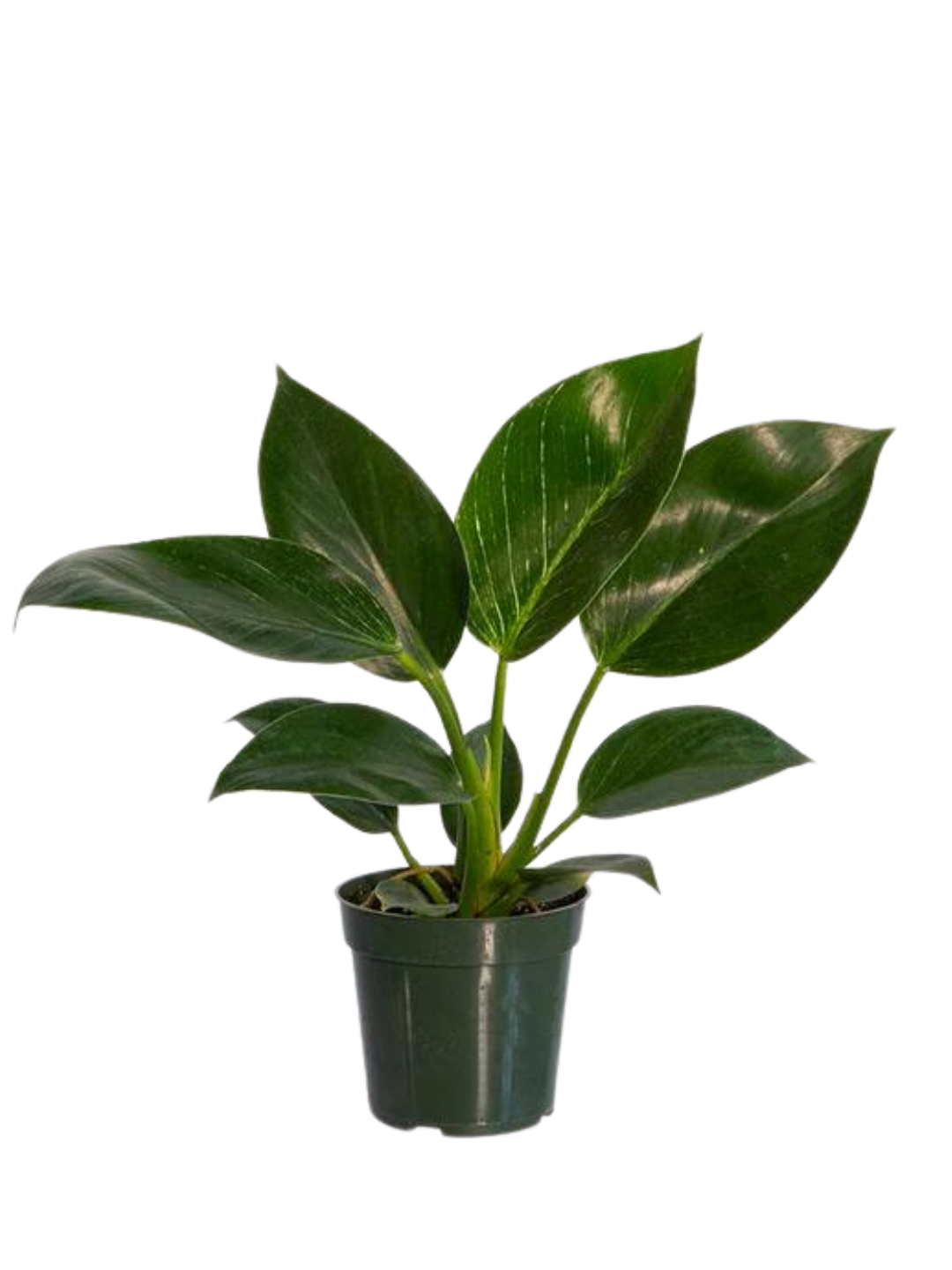 philodendron birkin canada Philodendron Birkin – Plant Club