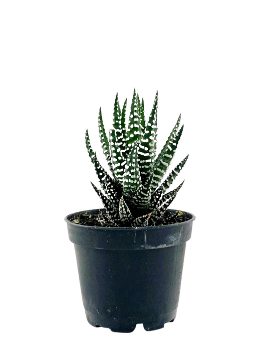 Zebra Haworthia
