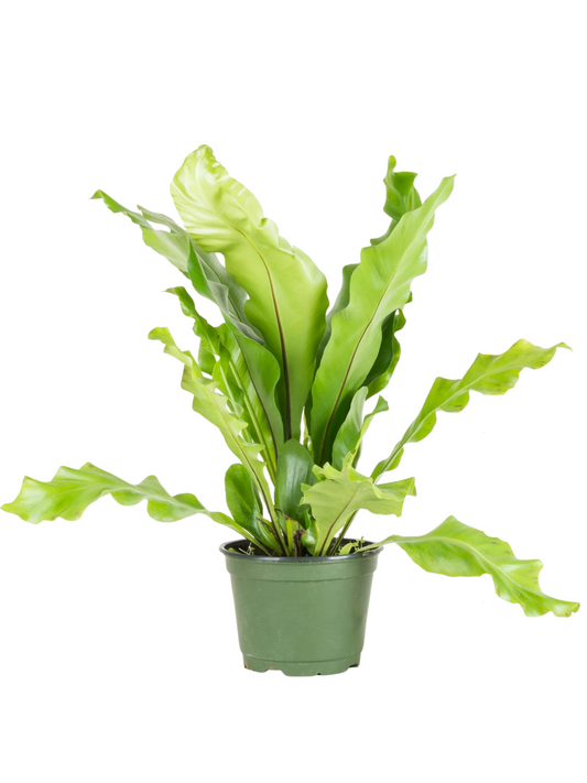 Birds Nest Fern in growing pot