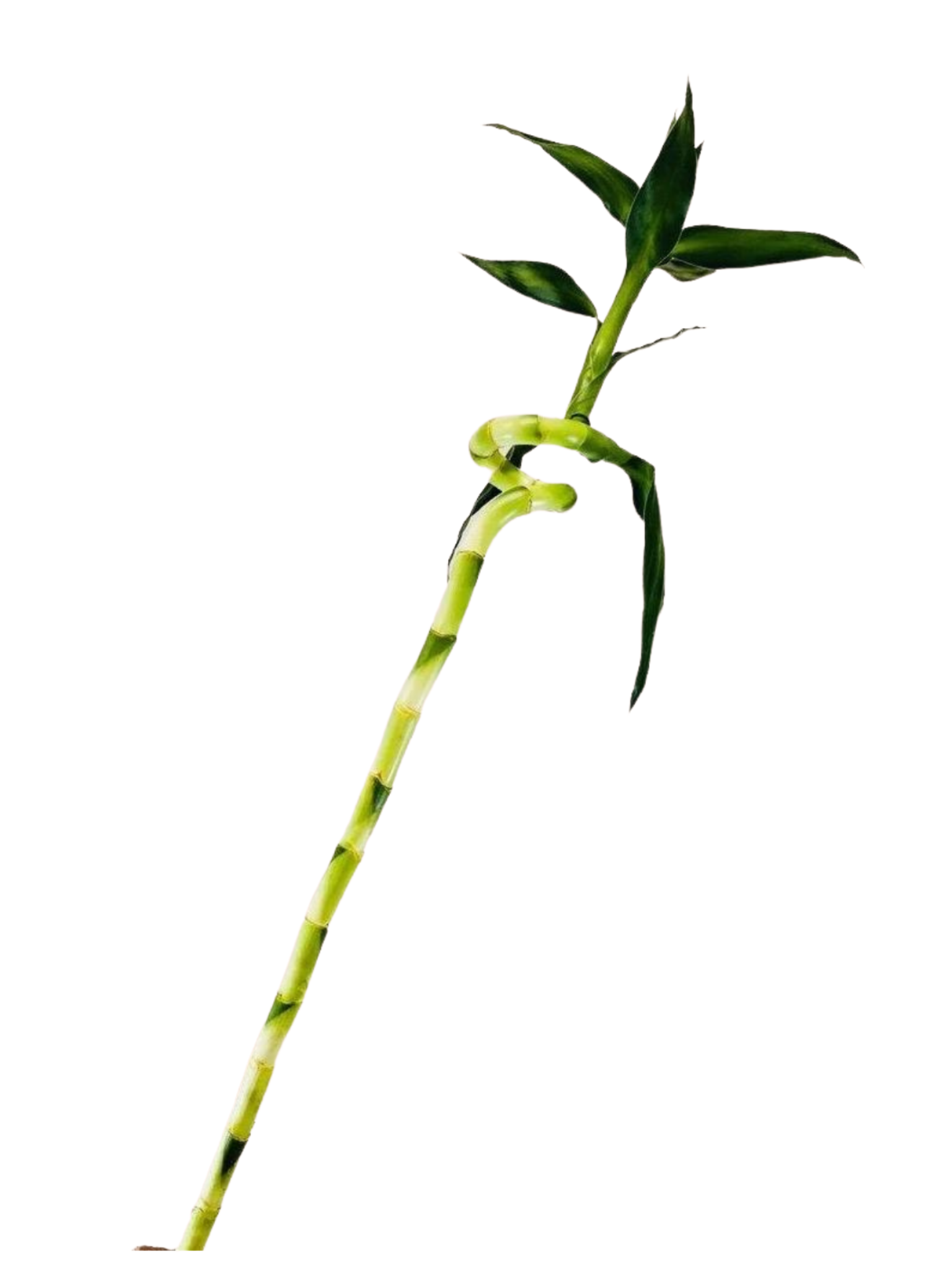 lucky bamboo spiral sticks 3 Feet Lucky Spiral Bamboo Plant Bundle of 3 Stems – Indoor Live Lucky – Plant Club