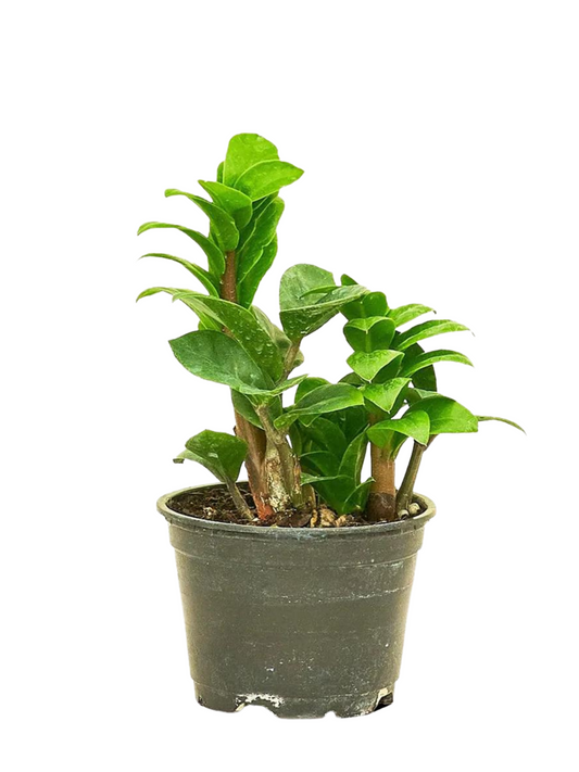 Zamioculcas zamiifolia (ZZ)green