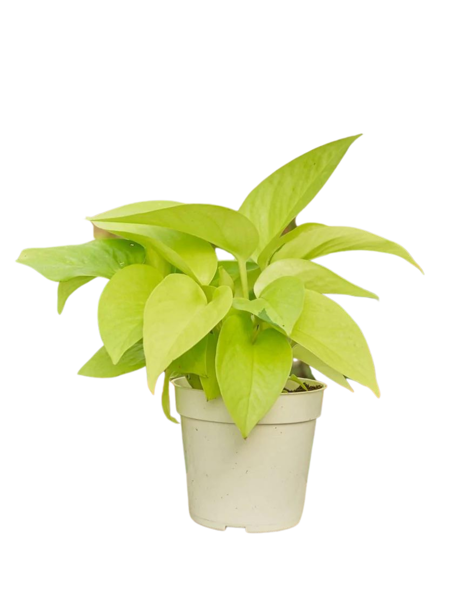 Neon Pothos (pot not included)