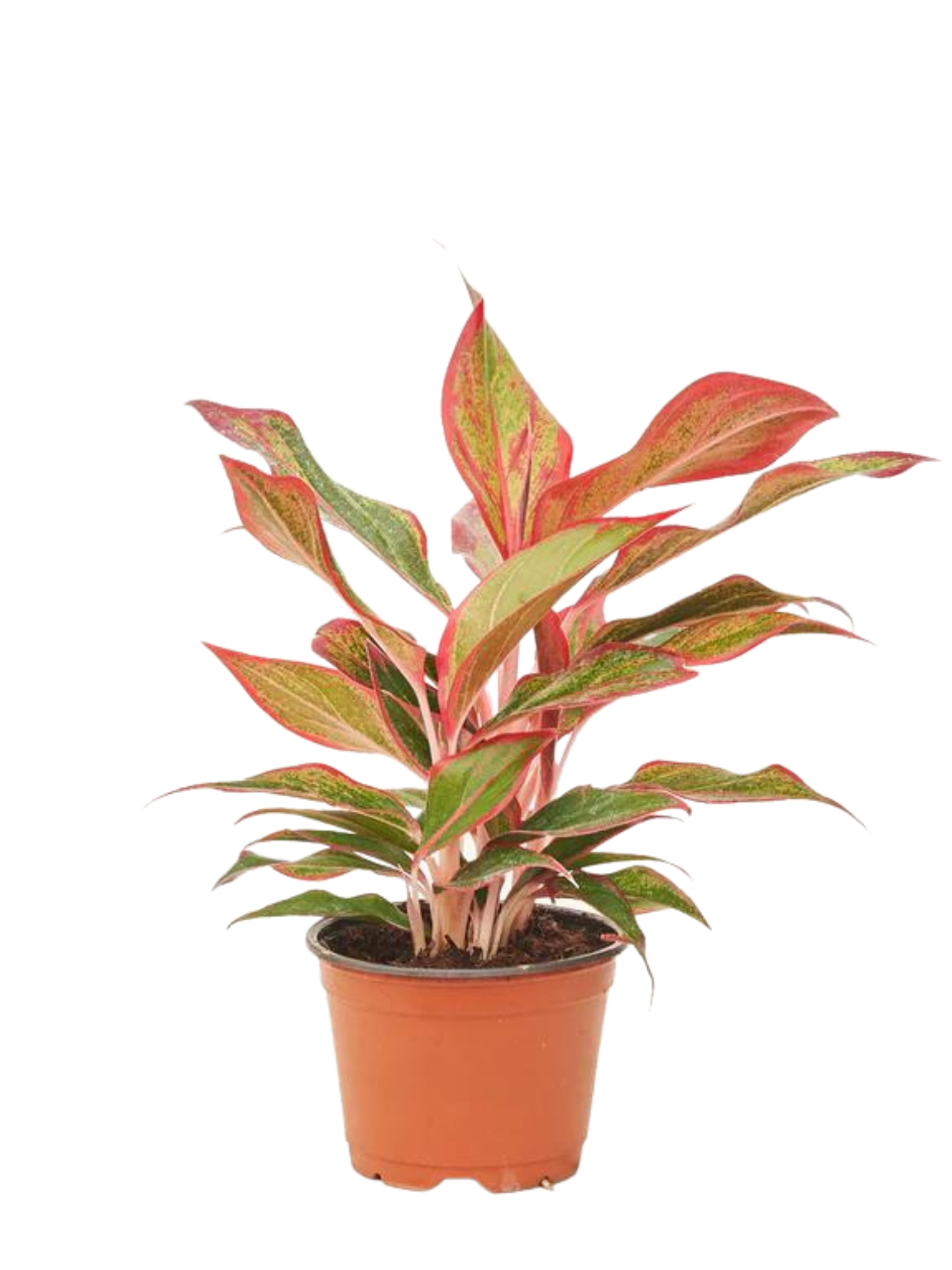 aglaonema red siam 6”Aglaonema Red Siam – Plant Club