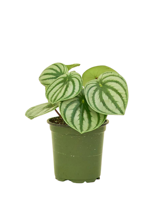 Watermelon Peperomia