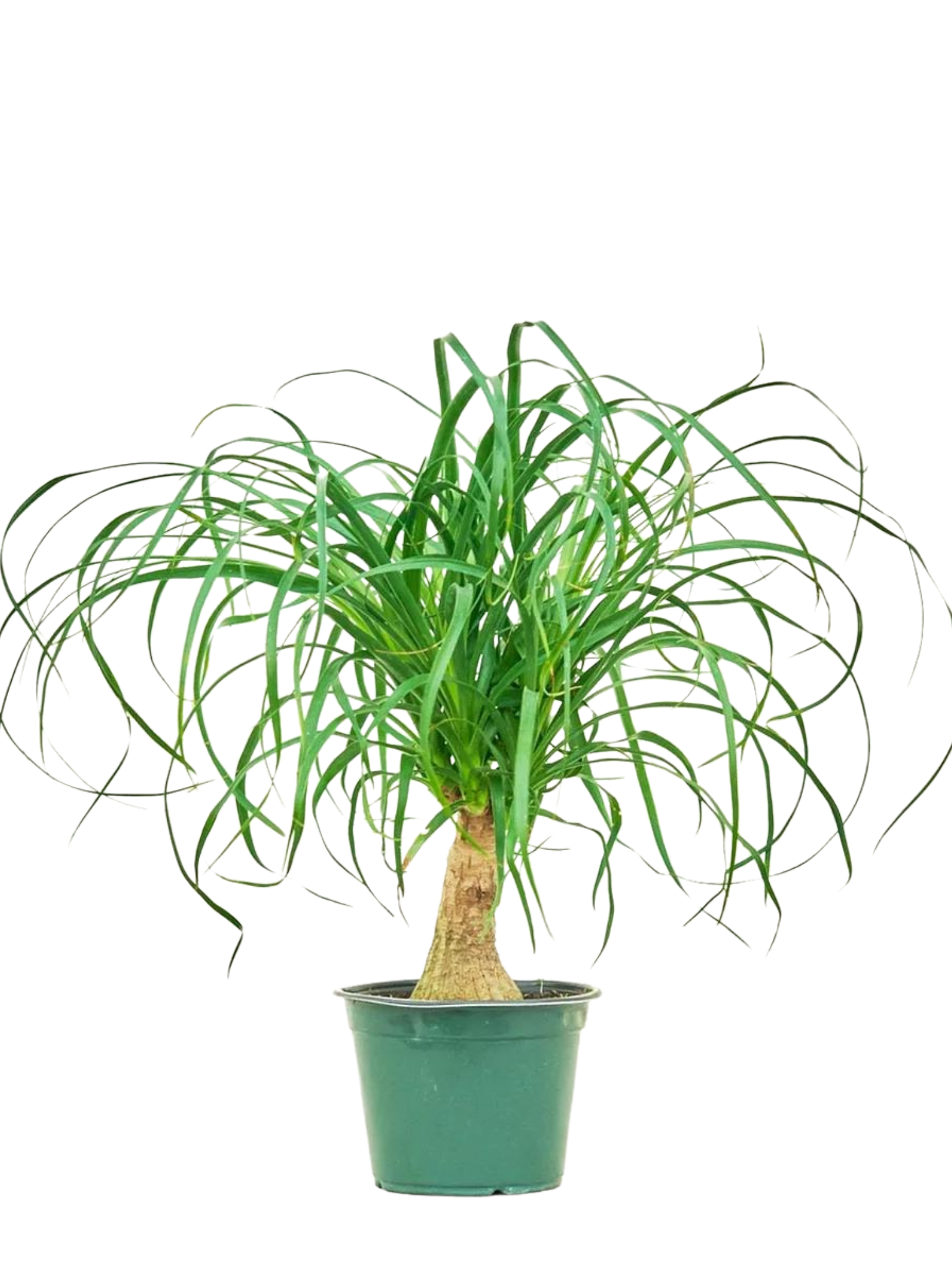 growing ponytail palms in pots Ponytail palm in growing pot (ceramic pot $50) – Plant Club