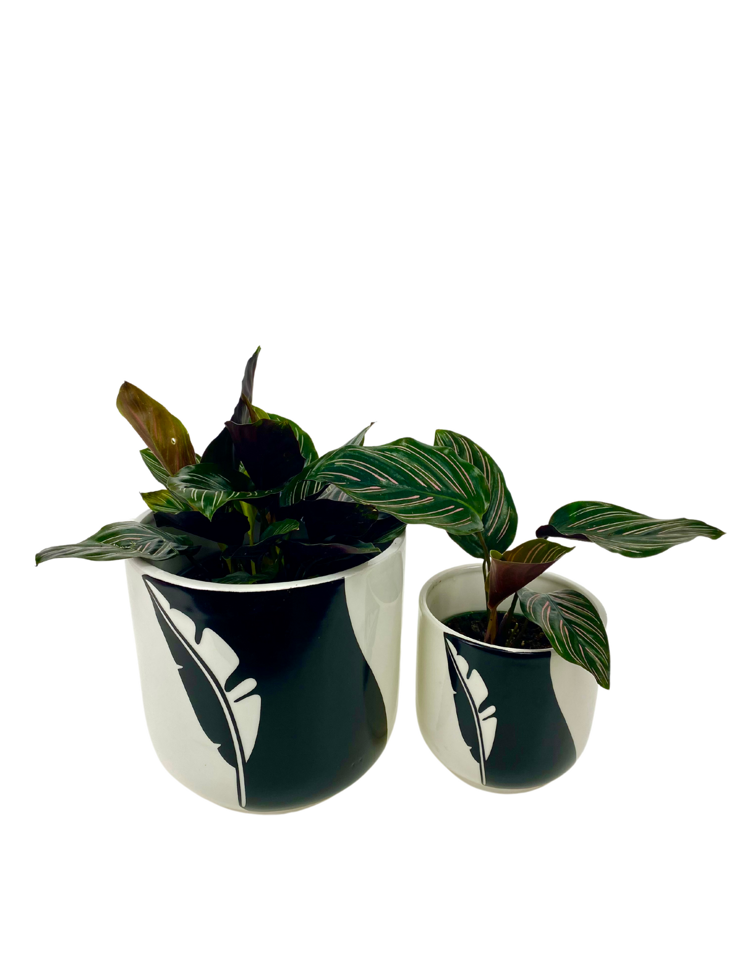 Two Tone Black Feather Planter