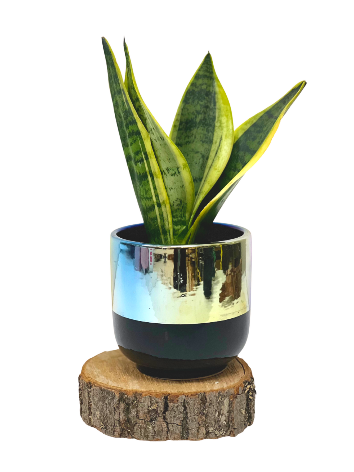 Two Tone Black Chrome Planter