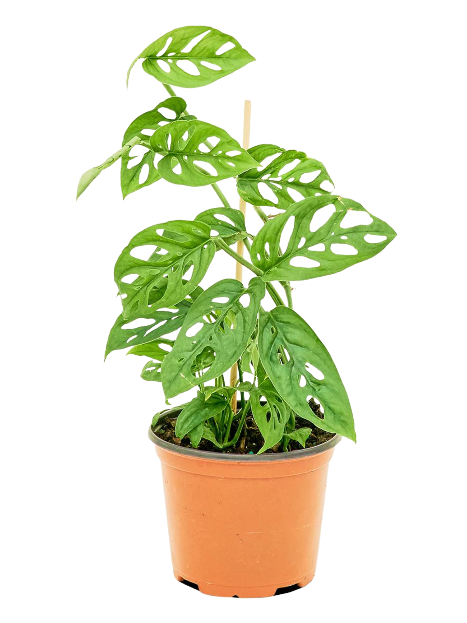 swiss cheese plant vine Monstera Adansonii Swiss Cheese Vine – Plant Club