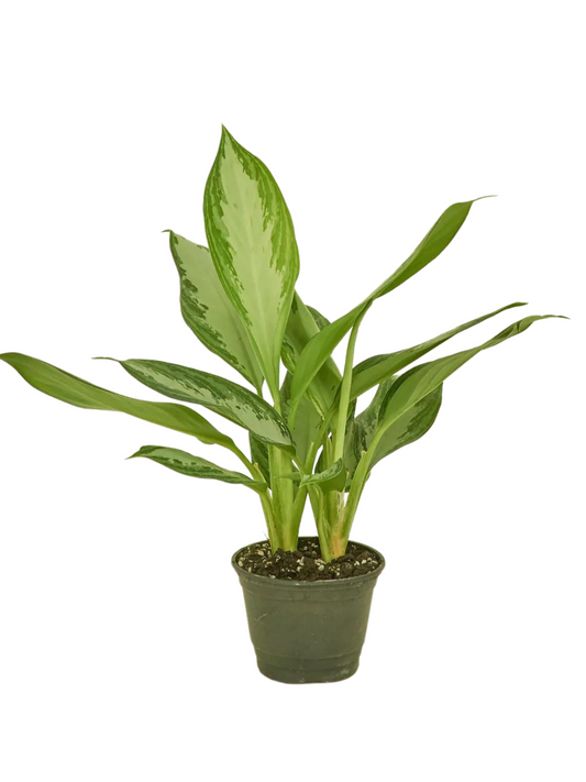 Aglaonema Silver Bay large