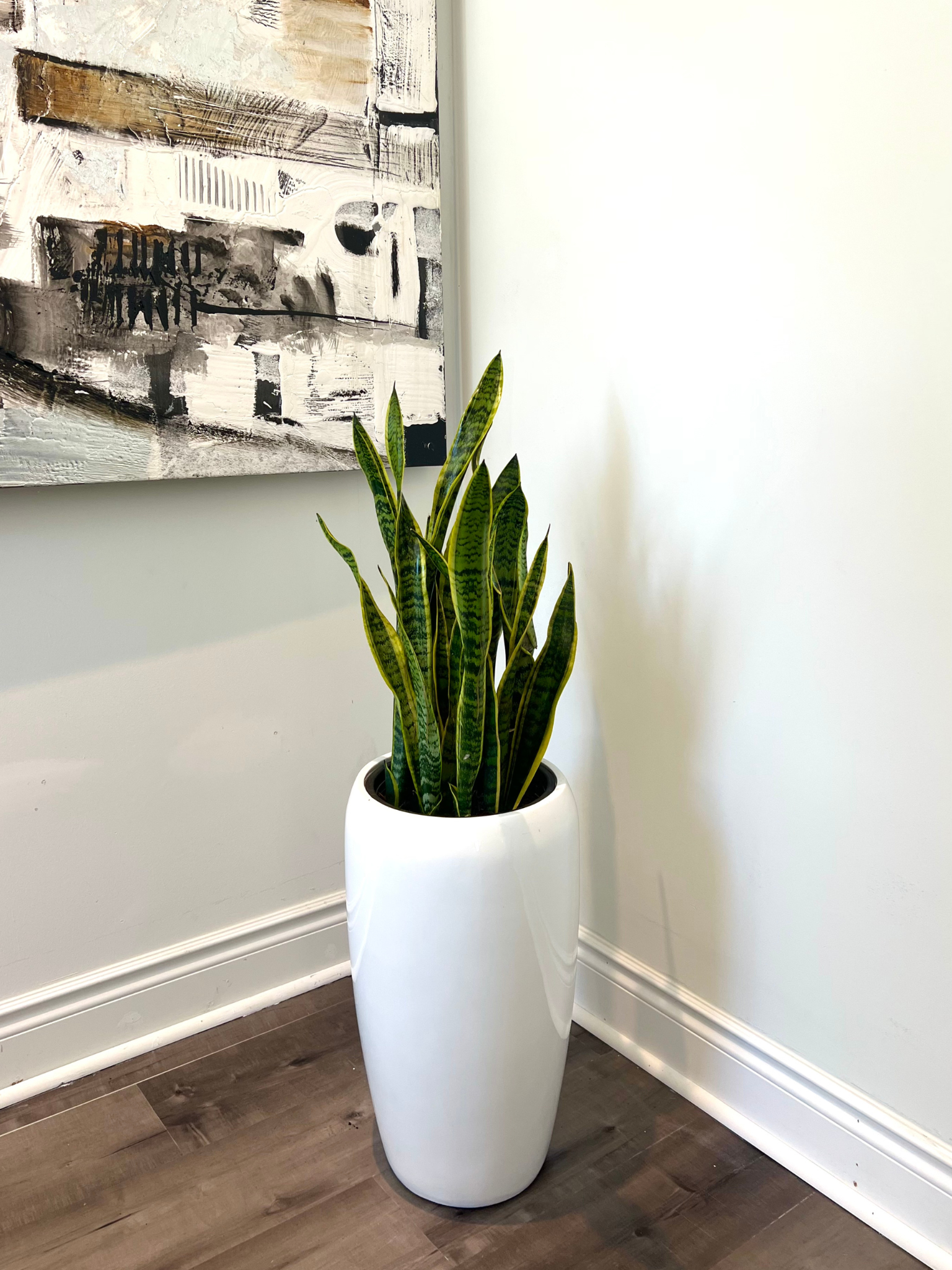 glass snake plant Snake Plant large in fiber glass – Plant Club