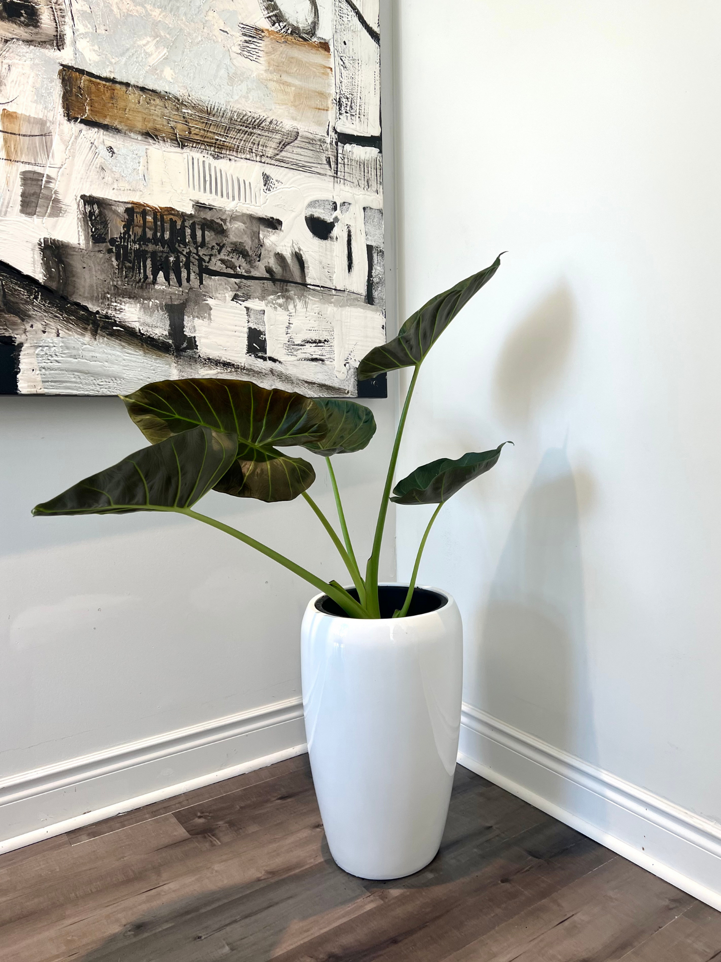 Alocasia (planter not included)assorted