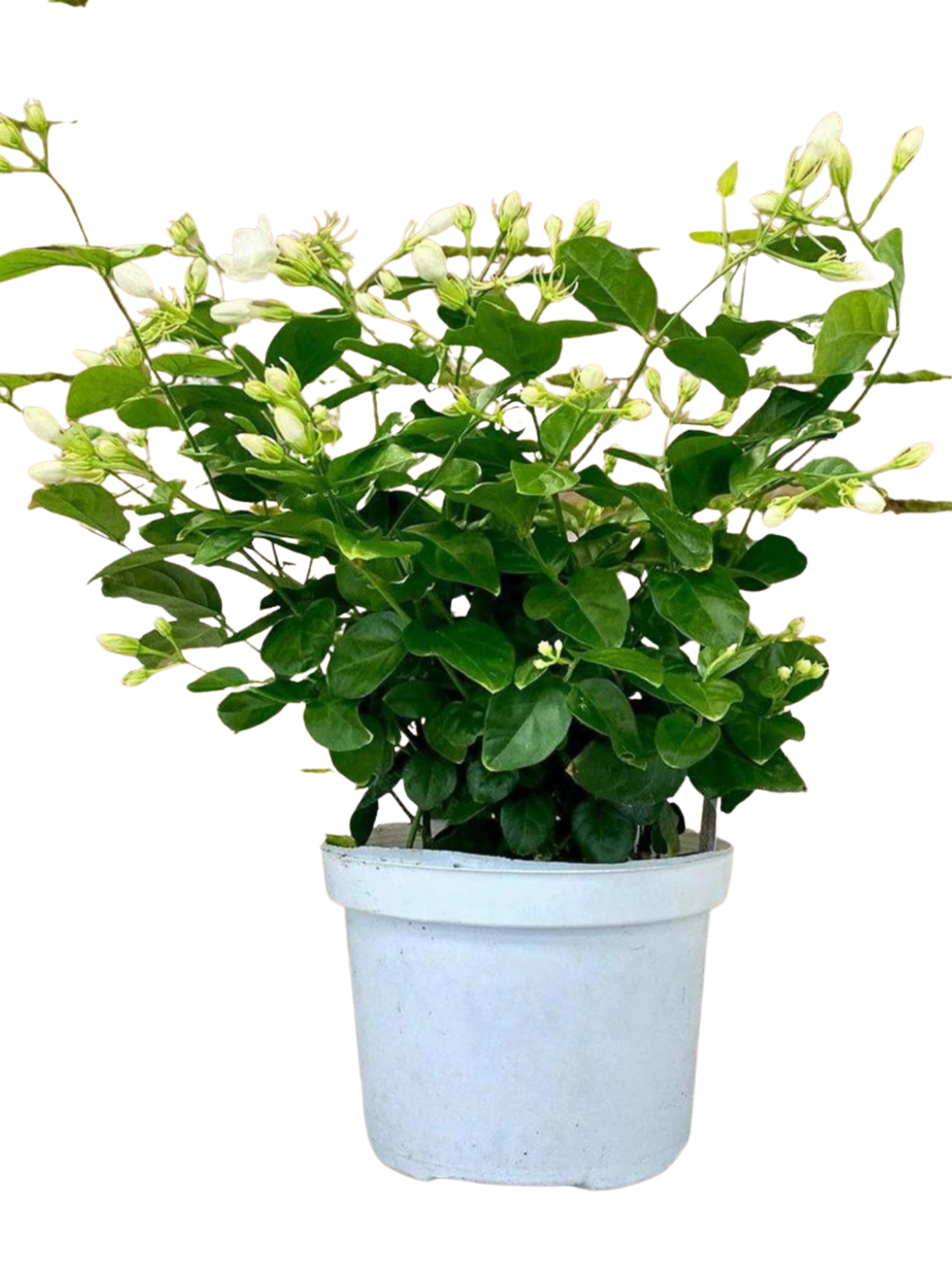 arabian jasmine house plant Jasmine sambac large – Plant Club