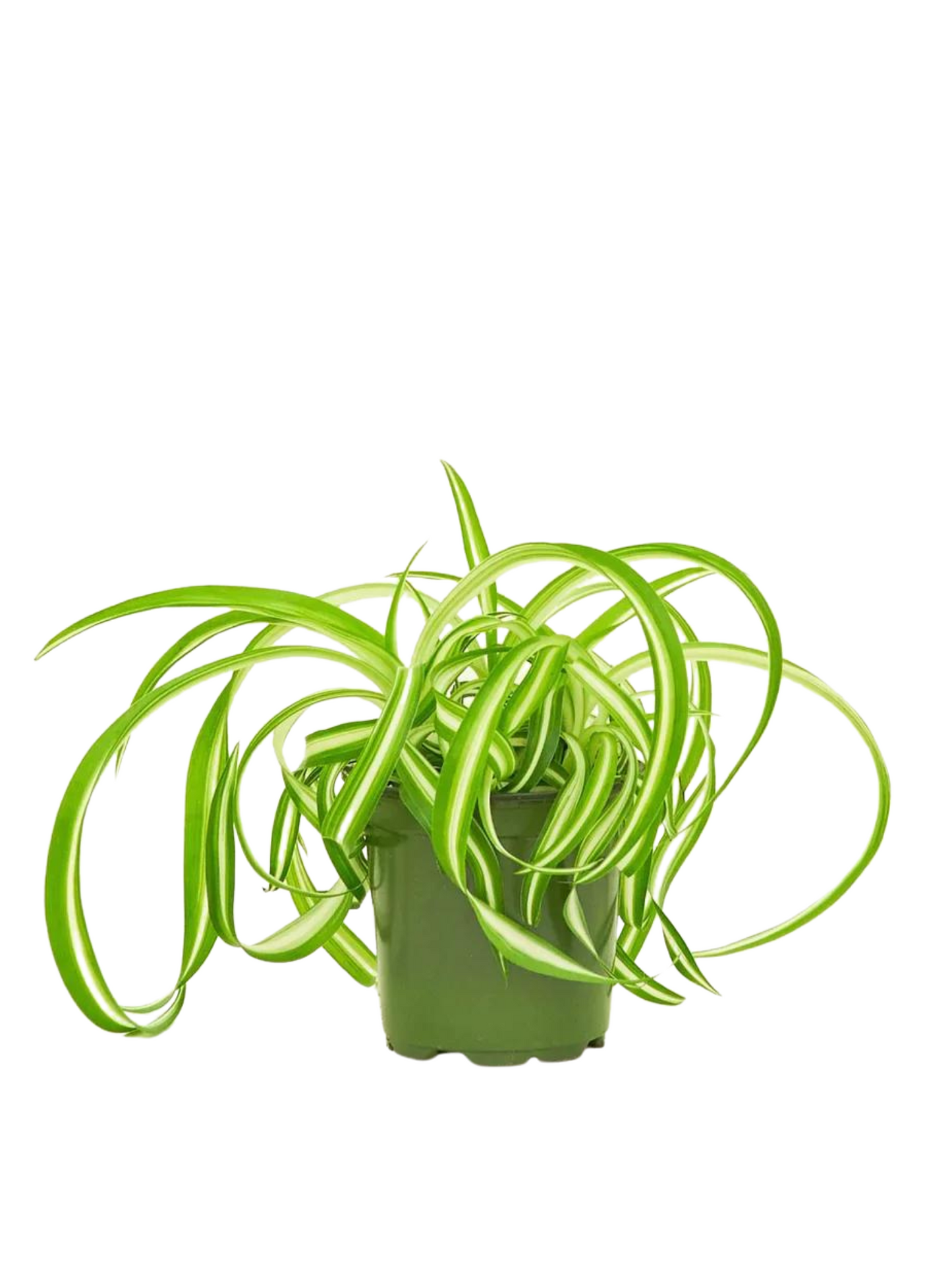 Spider Plant (assorted/Variegated Ocean