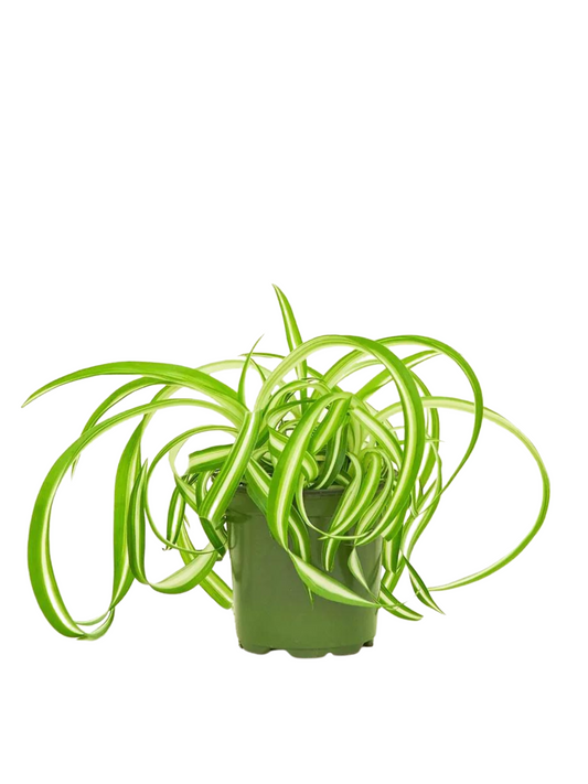 Spider Plant (assorted/Variegated Ocean