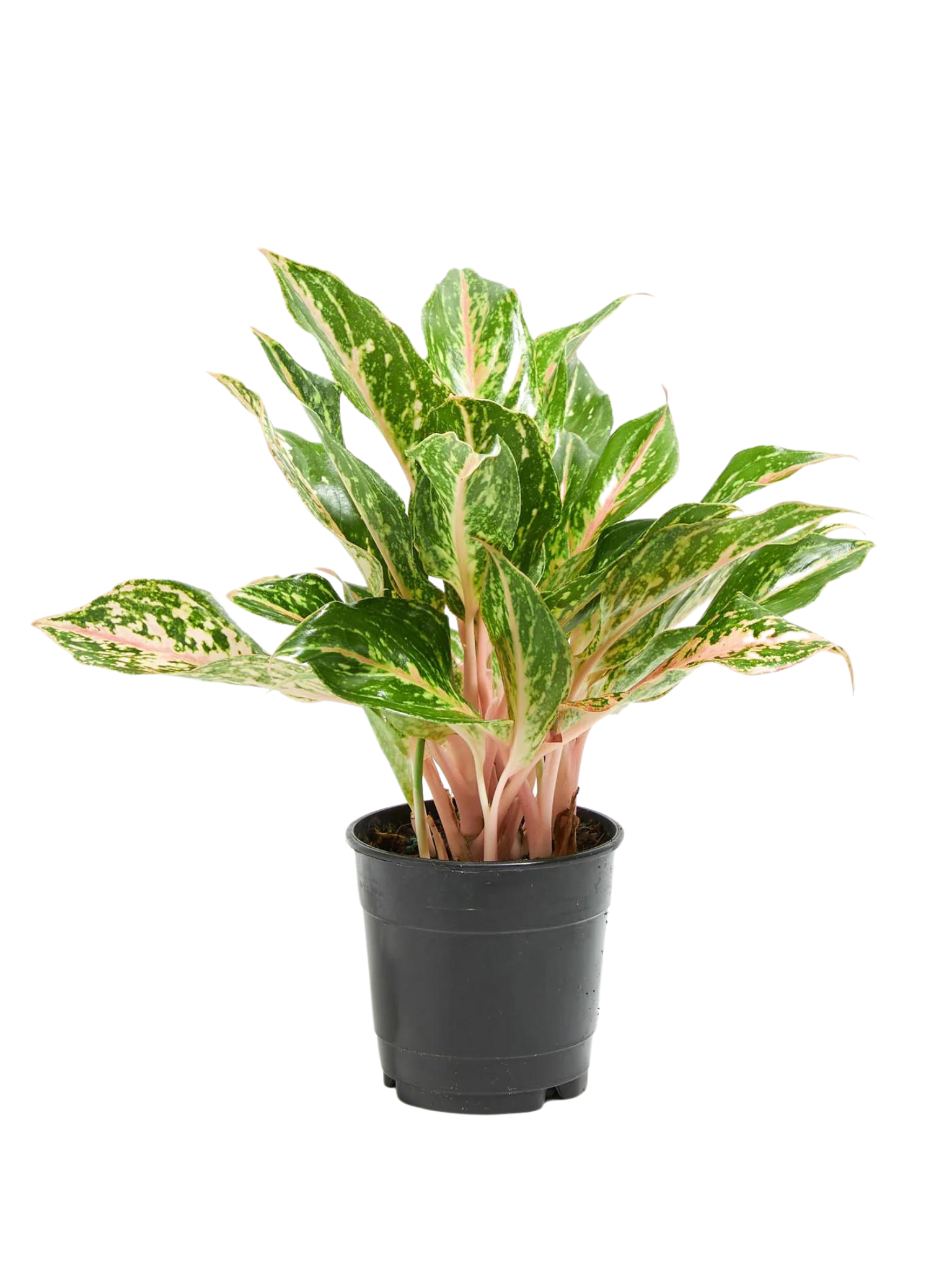 aglaonema sparkling sarah plant care 6”Aglaonema Sparkling Sarah – Plant Club