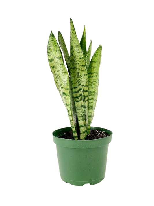 Snake Plant (green stripes)