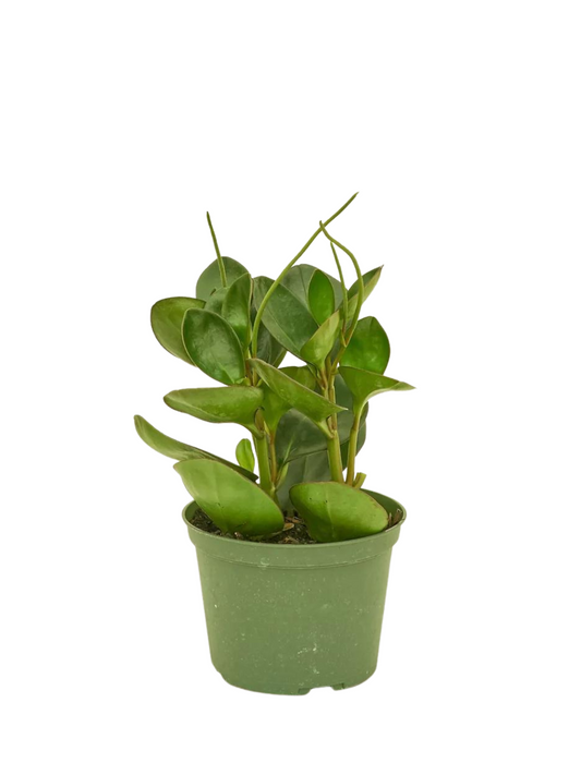Large Green Leaf Peperomia