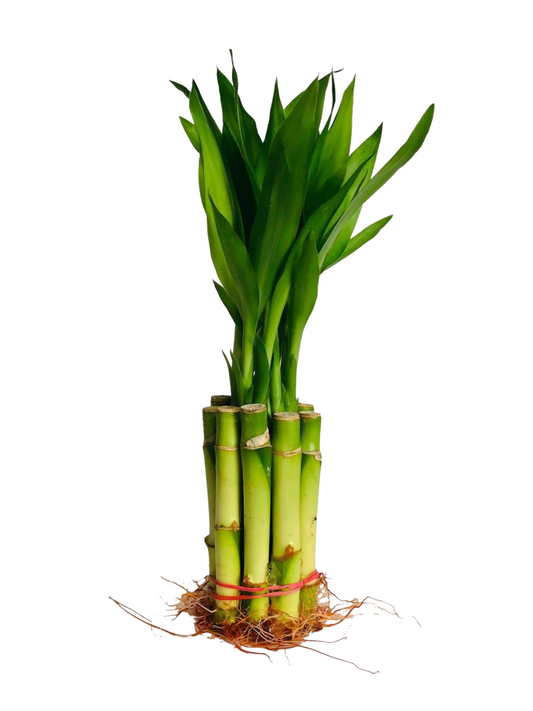 Straight Lucky Bamboo