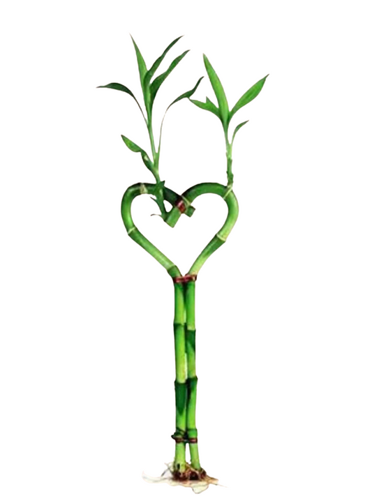 8” Heart Shaped Bamboo Stems (pot not included)
