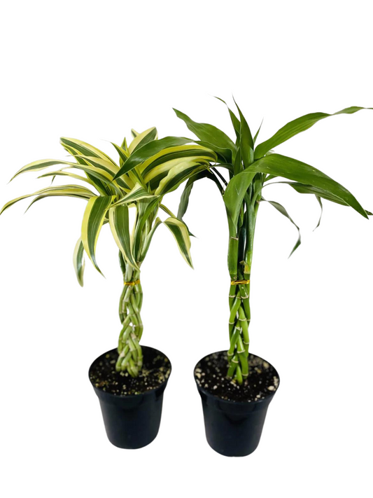 Braided Cobra Bamboo 5/9sticks