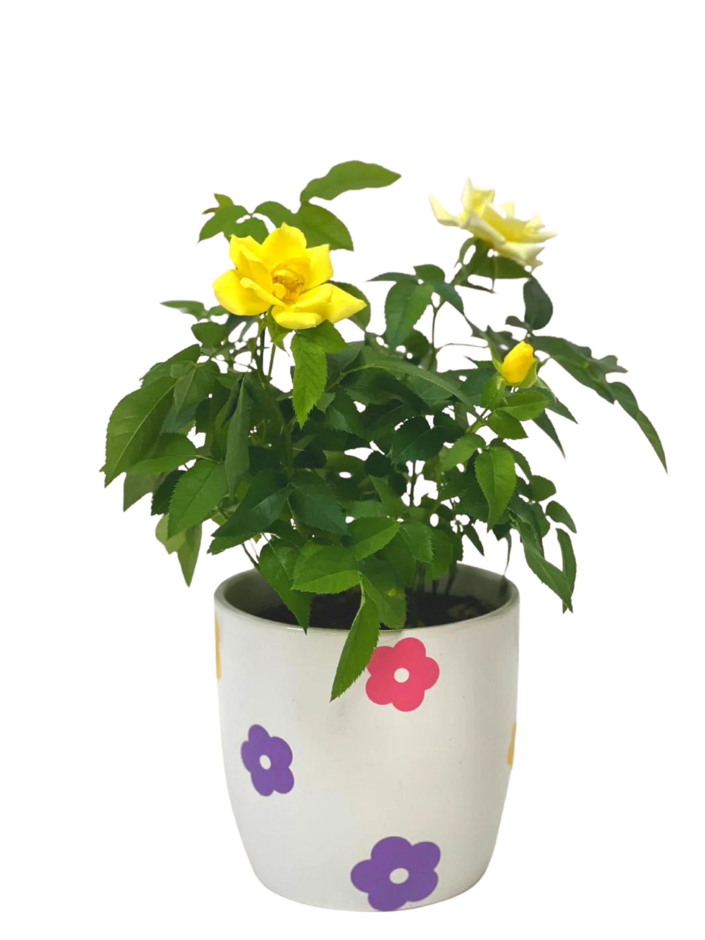 4.75" Ceramic Daisy Planter