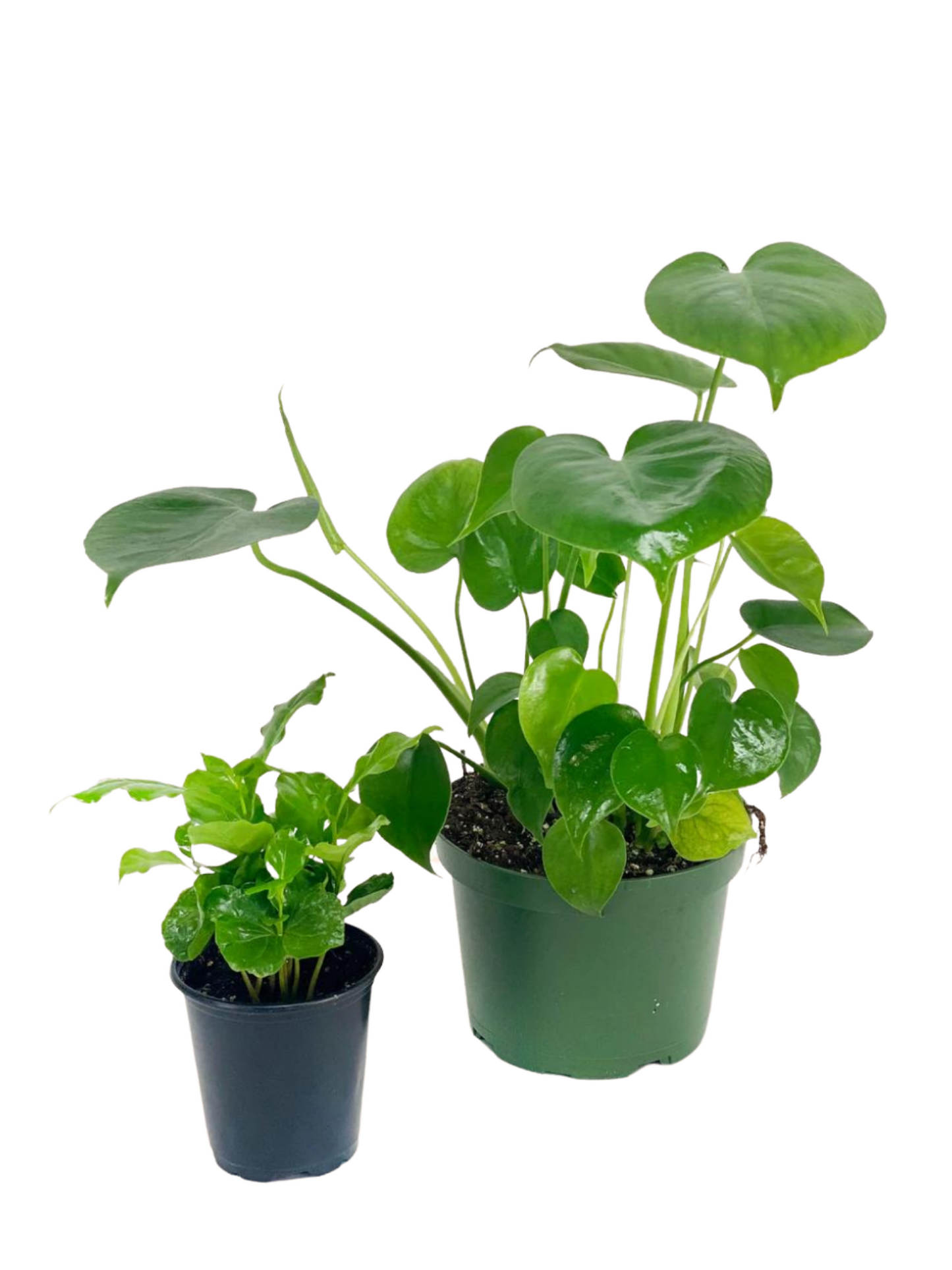 The Bright-Light Bundle