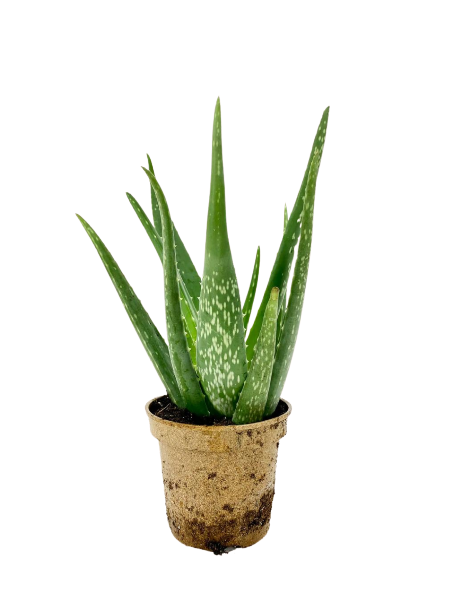 organic aloe vera plants Organic Aloe Vera – Plant Club