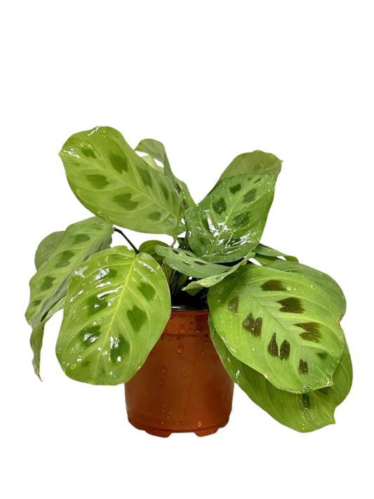 Prayer Plant Green