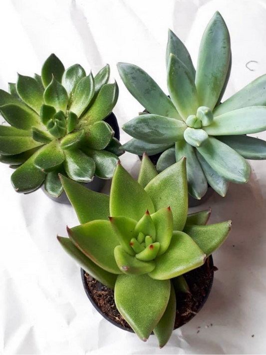 AWESOME ECHEVERIA PACK