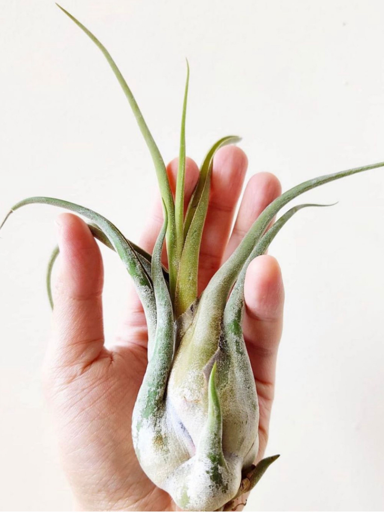 buy air plants canada Buy Tillandsia Caput Medusae – Medusa Air Plant