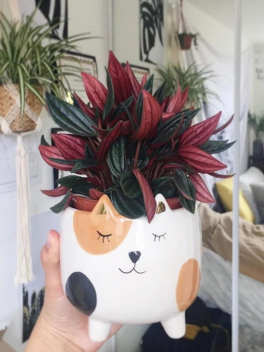 Peperomia Rosso in growing pot