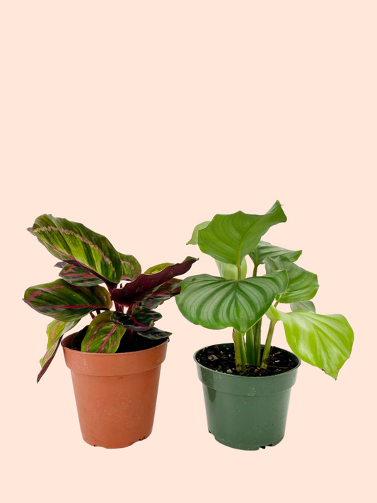 CALATHEA FAMILY ASSORTED