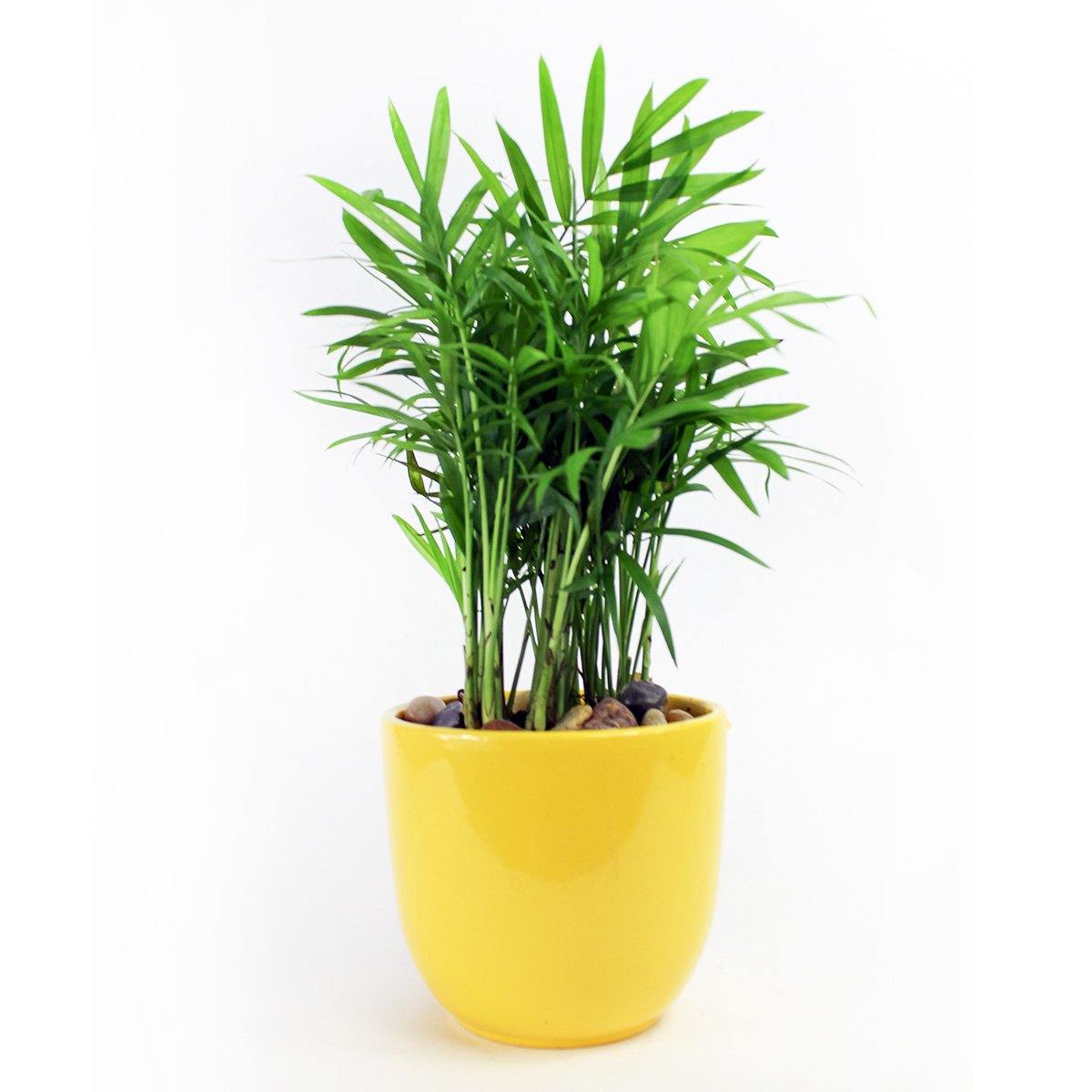 Palm Springs - Geoponics Inc