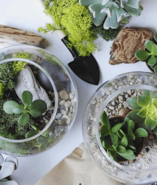 Terrarium Workshop