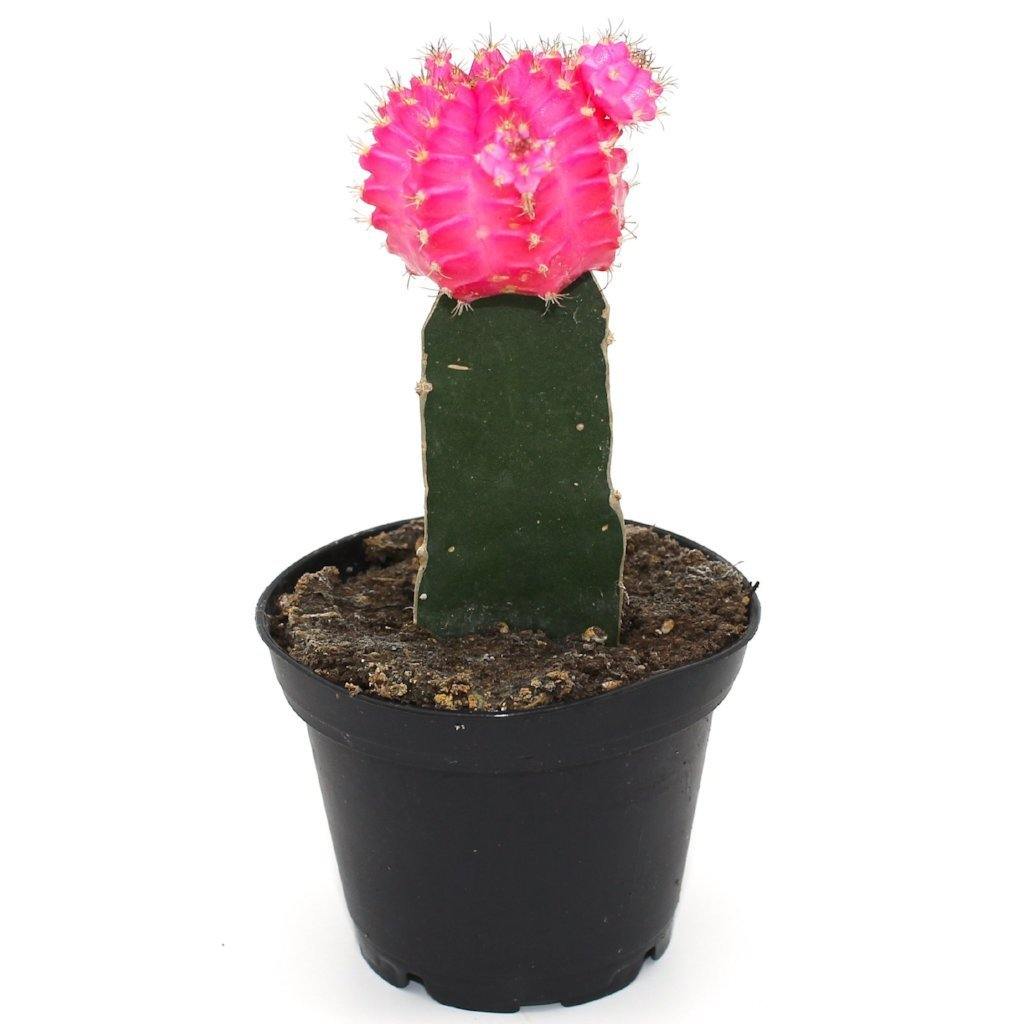 Moon Cacti - Geoponics Inc