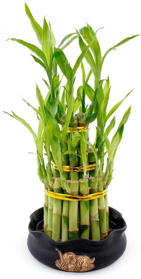 3 layer small lucky bamboo cake bamboo