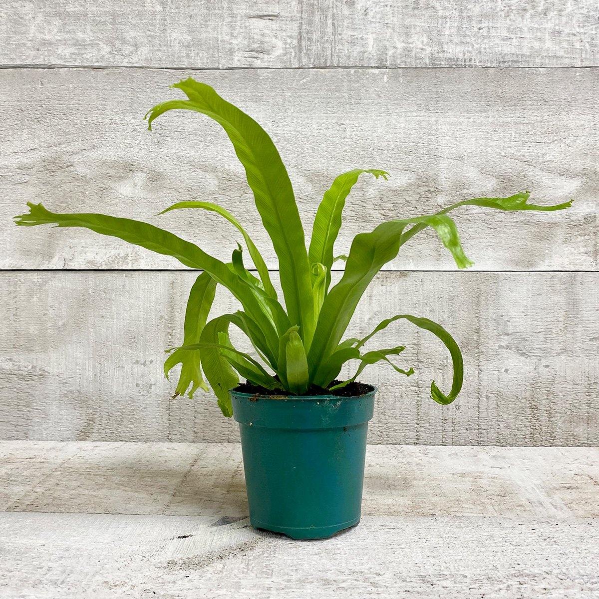 4" Birds Nest Fern (Assorted) - Plant Club | Geoponics