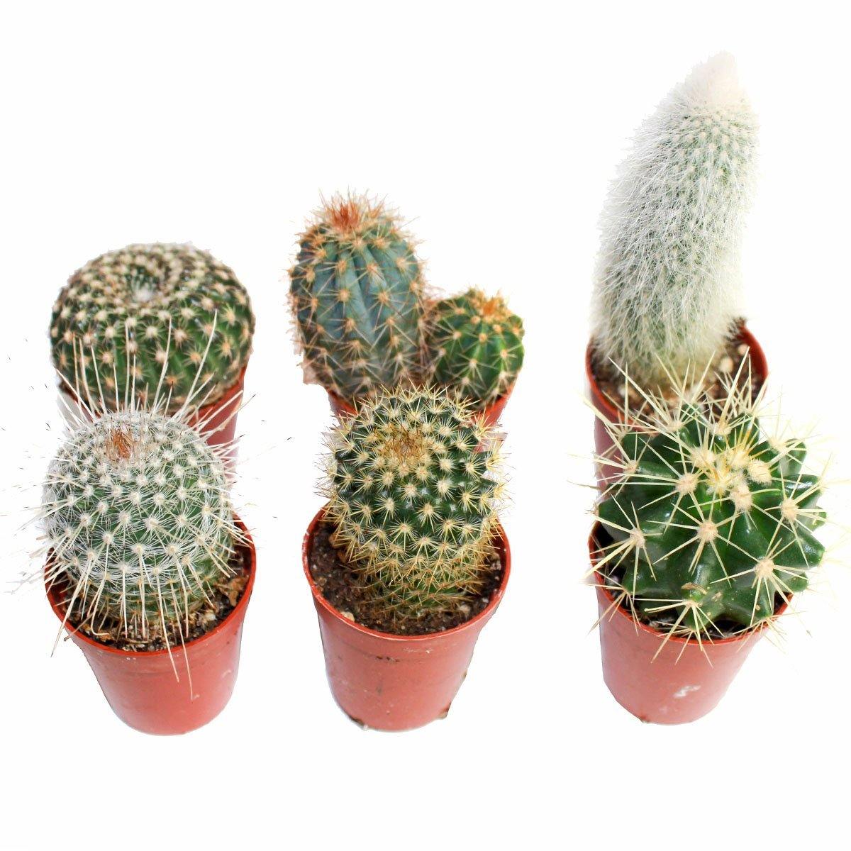 Baby Spiky Cactus 1.5" (Single) - Geoponics Inc