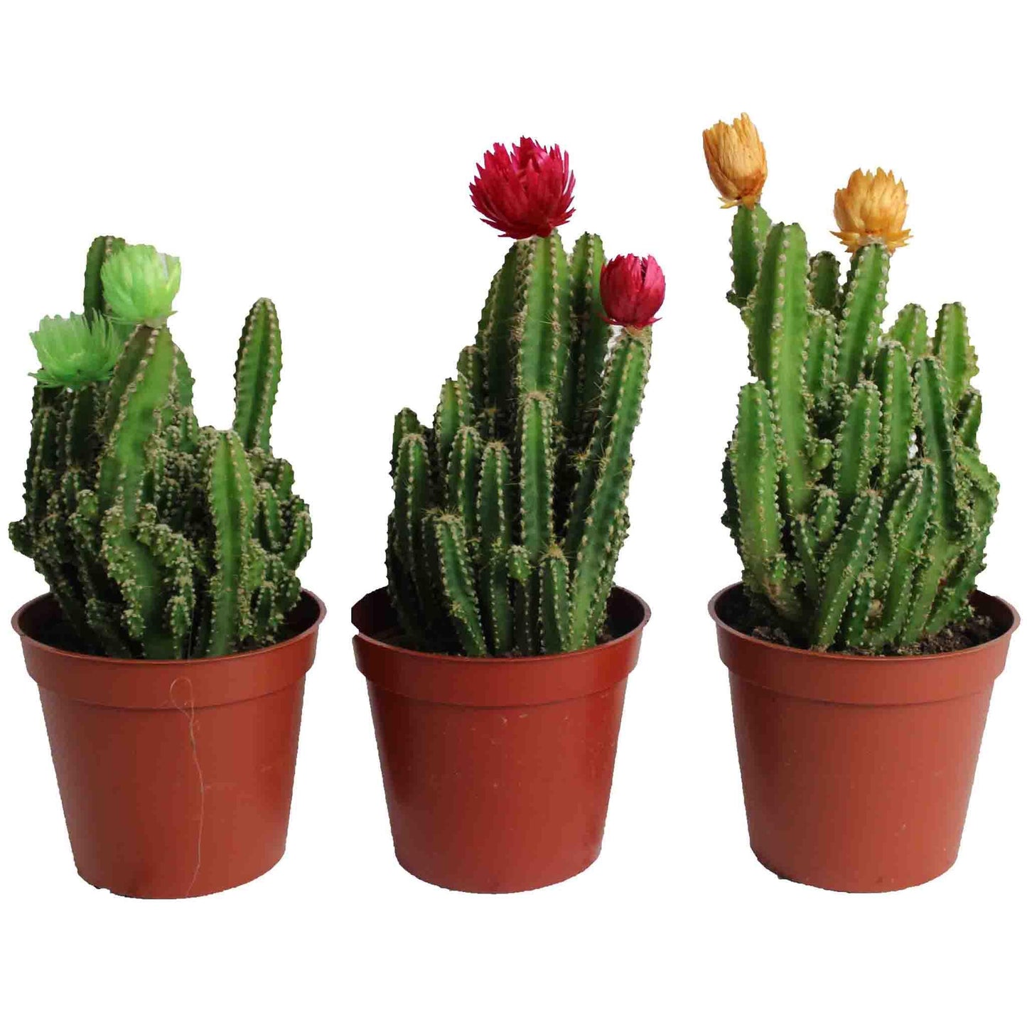 Fairy Cactus - Geoponics Inc