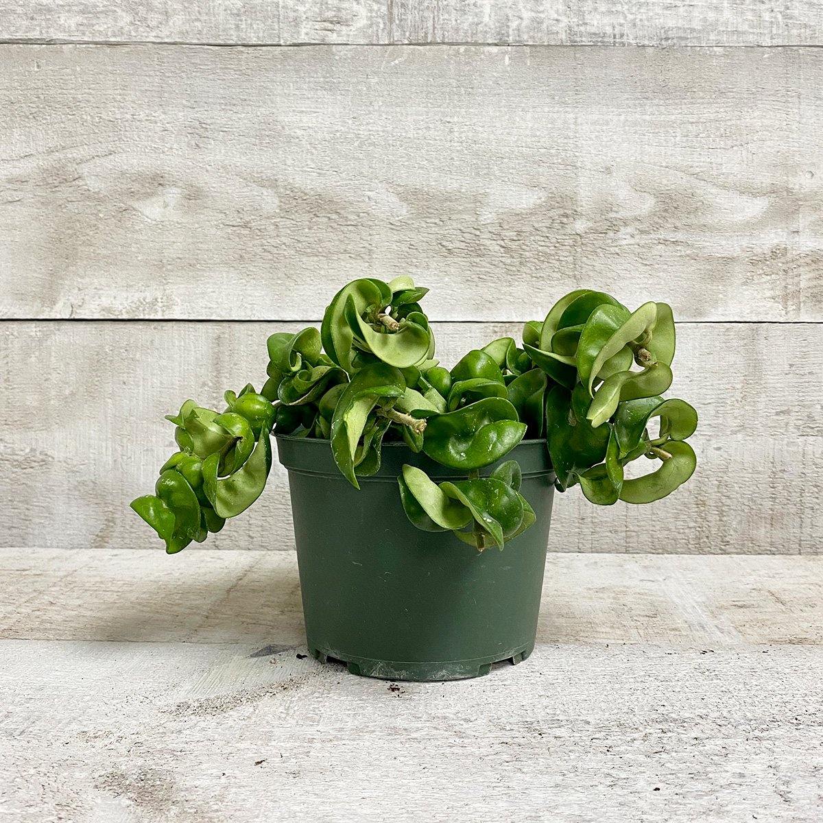 6" Hoya Rope - Geoponics Inc