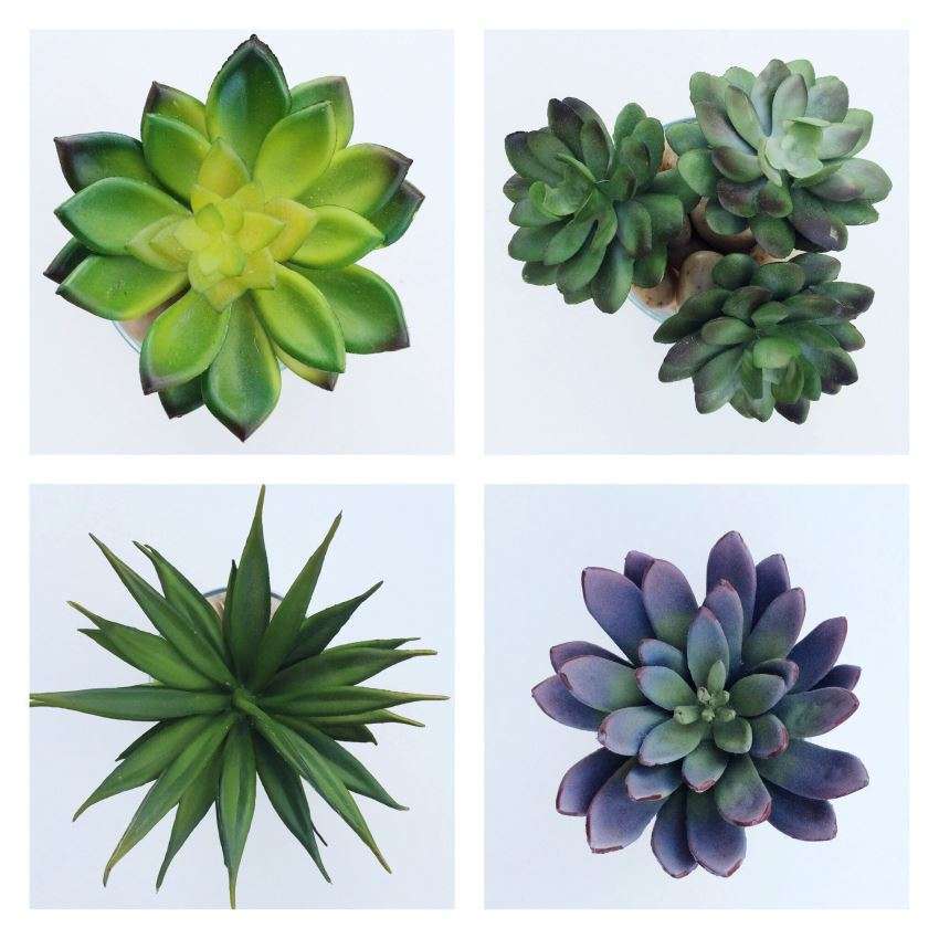 2.25" Plant Baby Succulents tray