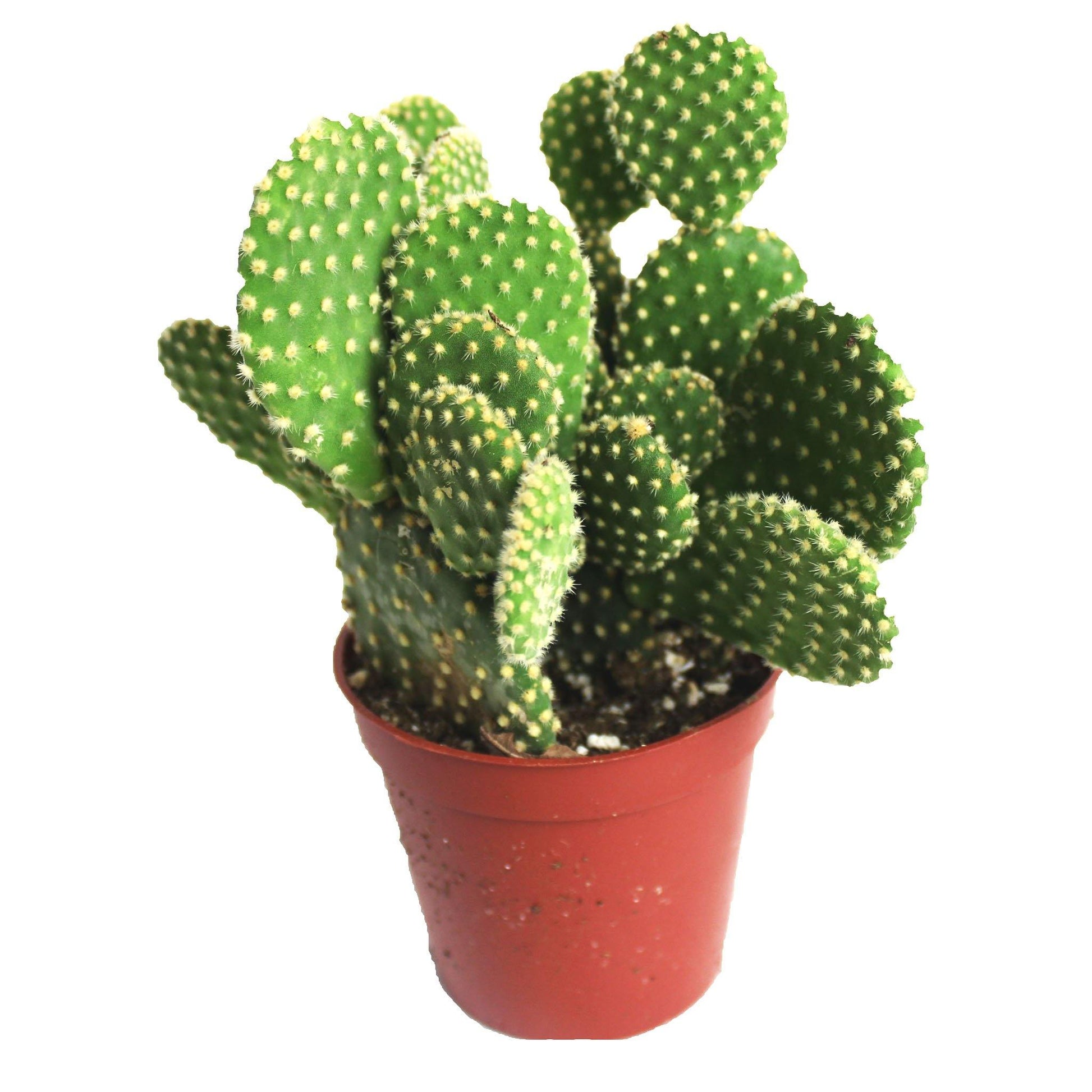 Bunny Ears - Geoponics Inc