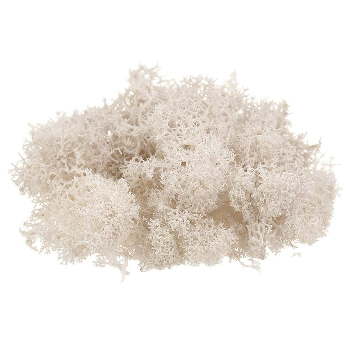Reindeer Moss - Geoponics Inc
