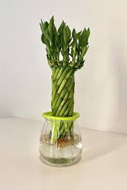 Twisted lucky bamboo 6” growing pot